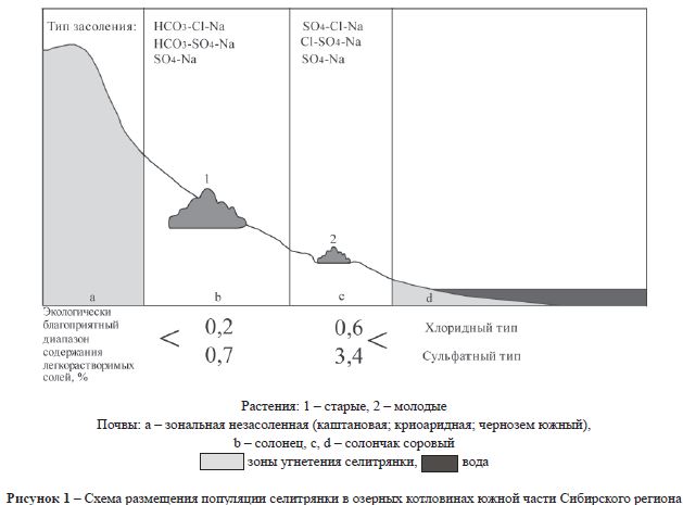 Схема размещения популяции селитрянки в озерных котловинах южной части Сибирского региона