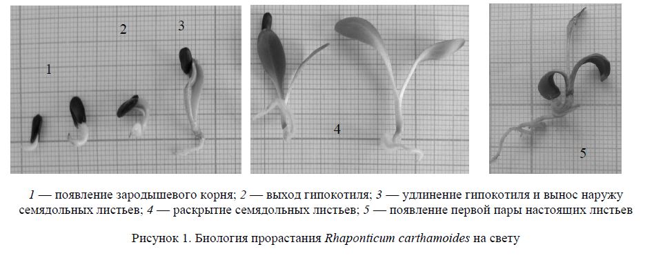 Биология прорастания семенного материала Rhaponticum carthamoides после криоконсервации