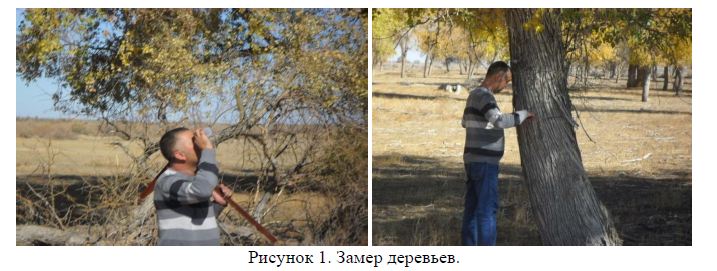 Состояние туранговых лесов Балхашского района Алматинской области