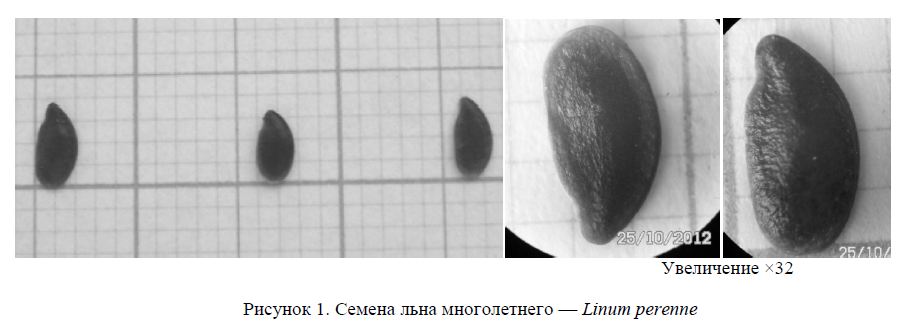 Исследование морфологии и биологии прорастания семенного материала Linum perenne