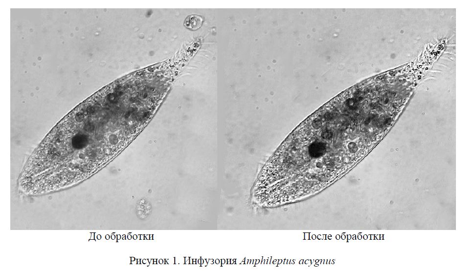 Анализ и определение инфузорий (Ciliophora) при помощи проекционного микроскопа