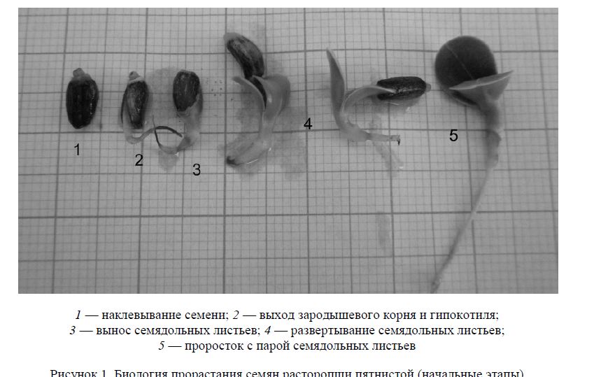 Исследование морфологии и биологии прорастания семенного материала расторопши пятнистой (Silybum marianum)