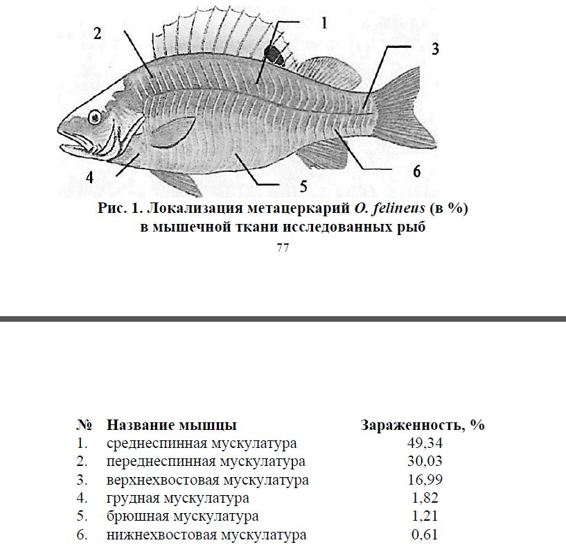 Локализация метацеркарий O. felineus (в %) в мышечной ткани исследованных рыб