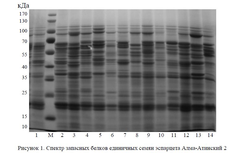 . Спектр запасных белков единичных семян эспарцета Алма-Атинский 