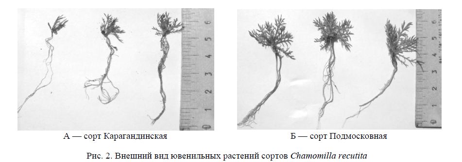 Внешний вид ювенильных растений сортов Chamomilla recutita