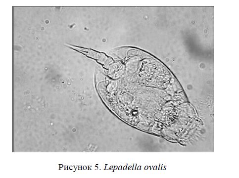 Lepadella ovalis