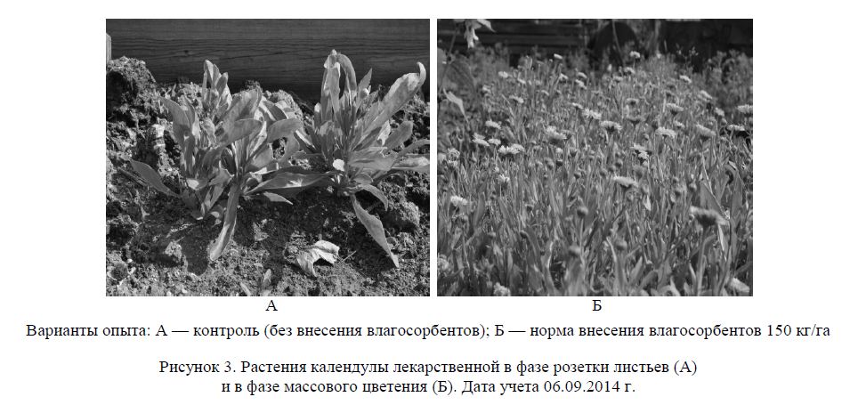 Растения календулы лекарственной в фазе розетки листьев (А) и в фазе массового цветения (Б).