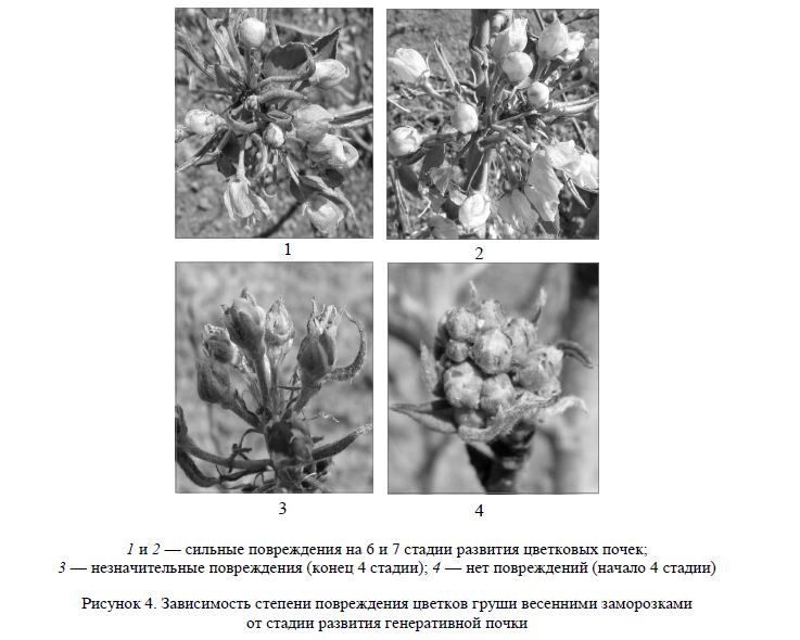 Зависимость степени повреждения цветков груши весенними заморозками от стадии развития генеративной почки