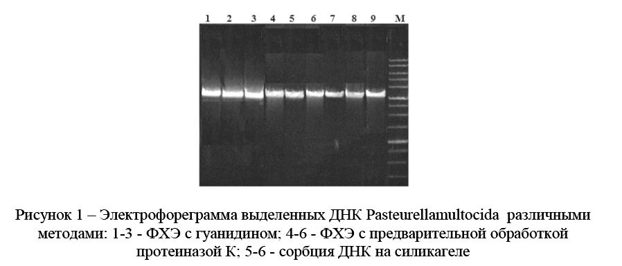Электрофореграмма выделенных ДНК Pasteurellamultocida различными методами: 1-3 - ФХЭ с гуанидином; 4-6 - ФХЭ с предварительной обработкой протеиназой К; 5-6 - сорбция ДНК на силикагеле