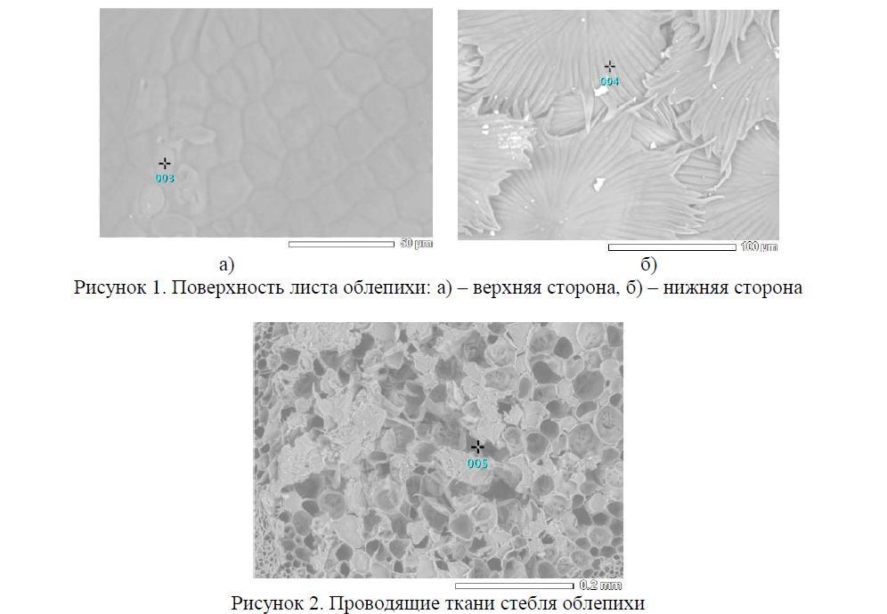 Особенности микроэлементного состава вегетативных органов облепихи Алматинской области