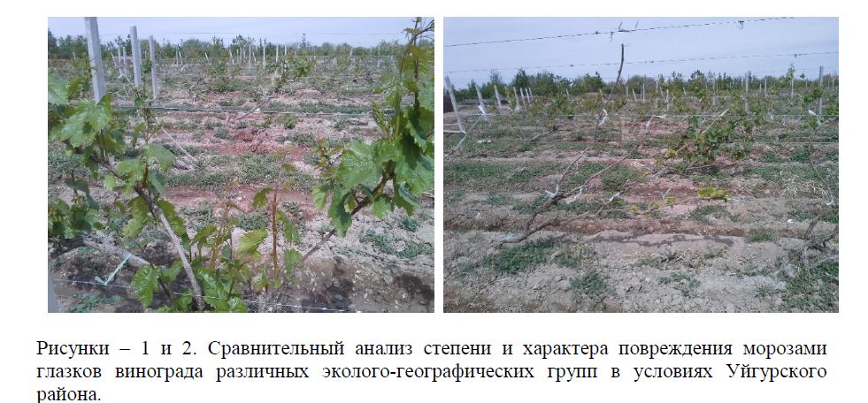 Зимостойкость столовых и технических сортов винограда на юге и юго-востоке Казахстана