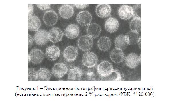  Электронная фотография герпесвируса лошадей (негативное контрастирование 2 % раствором ФВК. *120 000)