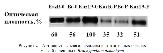 Активность альдегидоксидазы в вегетативных органах мягкой пшеницы и Brachypodium distachyon