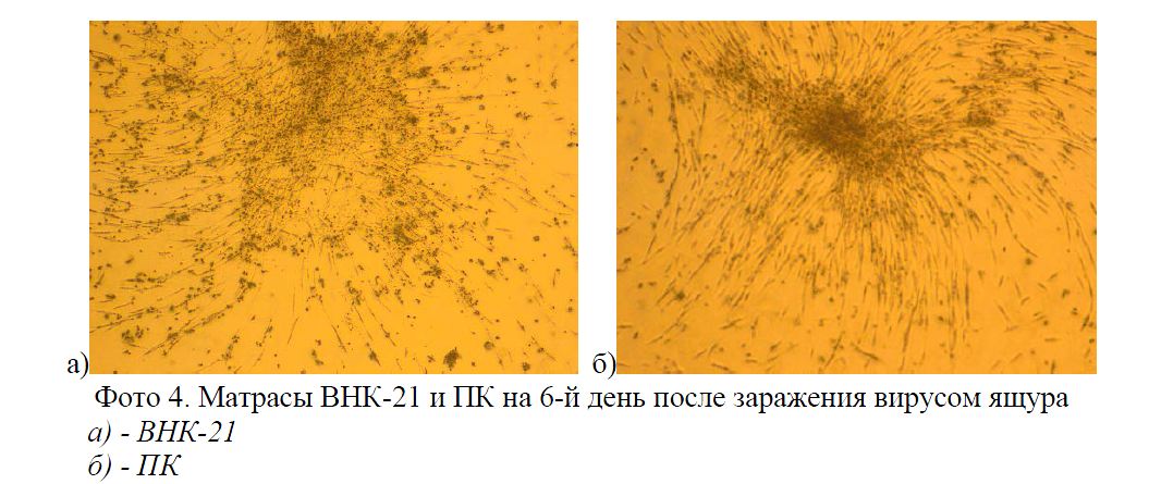 Матрасы ВНК-21 и ПК на 6-й день после заражения вирусом ящура