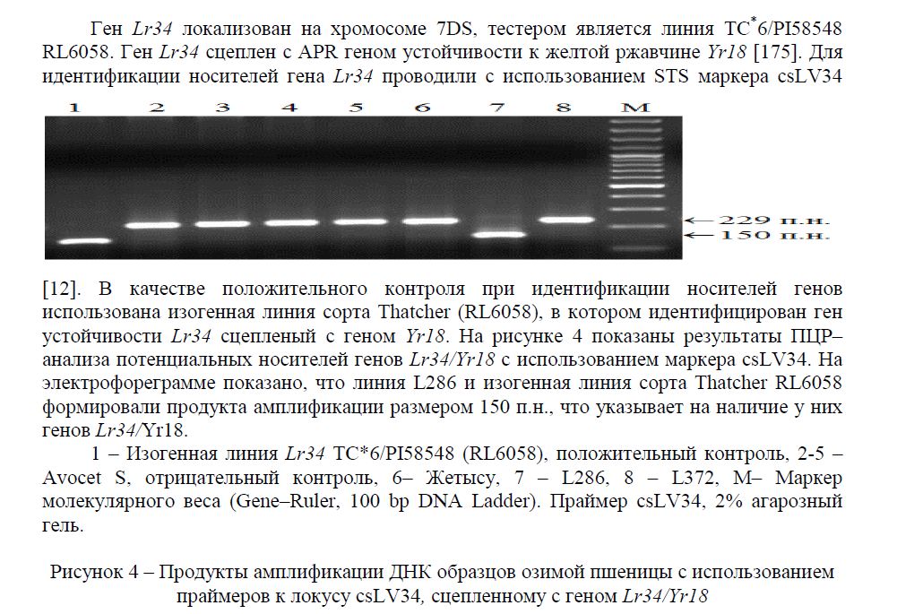 Продукты амплификации ДНК образцов озимой пшеницы с использованием праймеров к локусу csLV34, сцепленному с геном Lr34/Yr18 