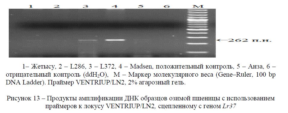 Продукты амплификации ДНК образцов озимой пшеницы с использованием праймеров к локусу VENTRIUP/LN2, сцепленному с геном Lr37 