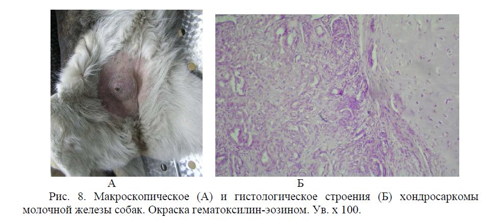  Макроскопическое (А) и гистологическое строения (Б) хондросаркомы молочной железы собак. Окраска гематоксилин-эозином. Ув. х 100.