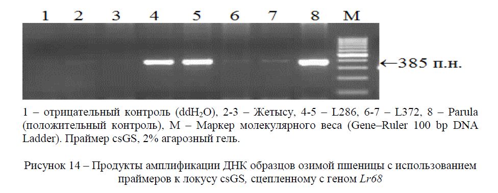 Продукты амплификации ДНК образцов озимой пшеницы с использованием праймеров к локусу csGS, сцепленному с геном Lr68 