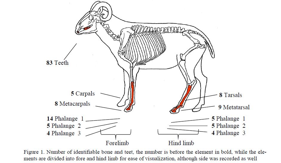 Number of identifiable bone and teet, the number is before the element in bold, while the elements are divided into fore and hind limb for ease of visualization, although side was recorded as well 