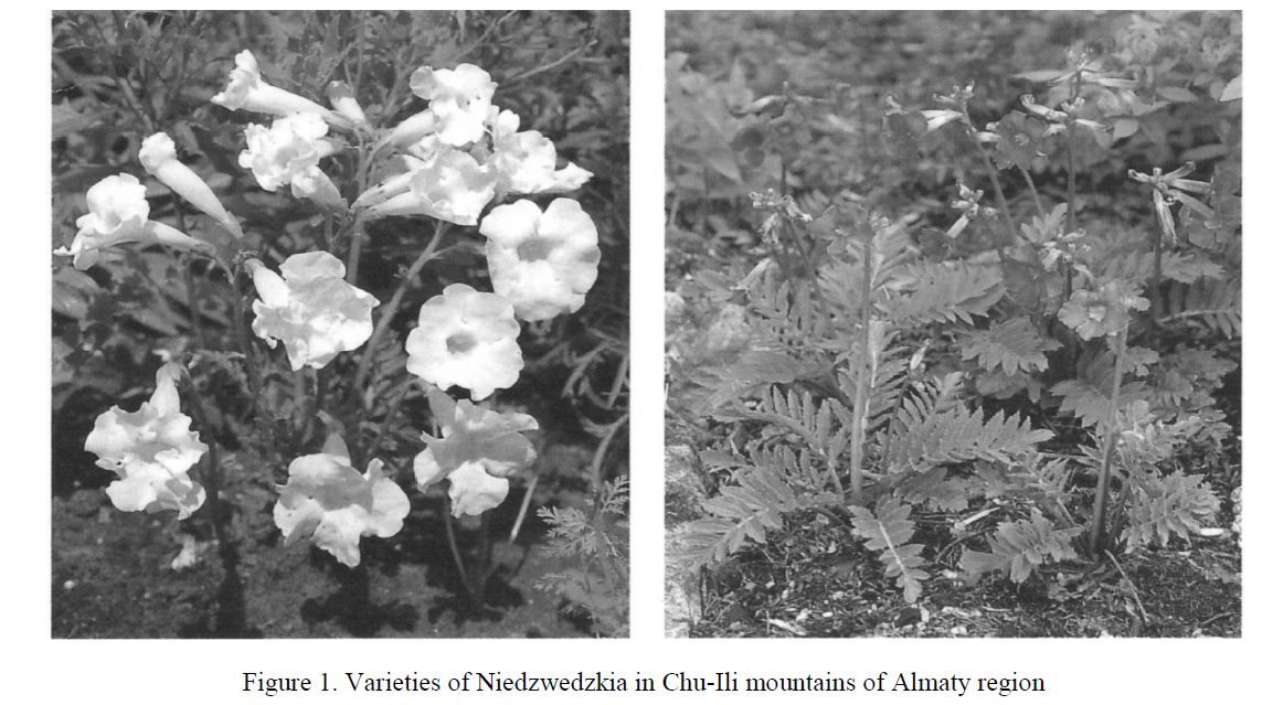 Incarvillea semiretschenskia (B. Fedtsch) Grierson as object of Kazakhstan flora biodiversity saving