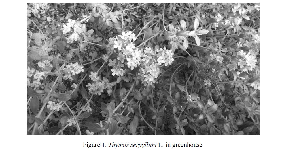 Influence of composition of culture medium on organogenesis of Thymus serpyllum L. in vitro