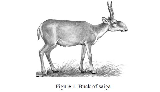 Buck of saiga 