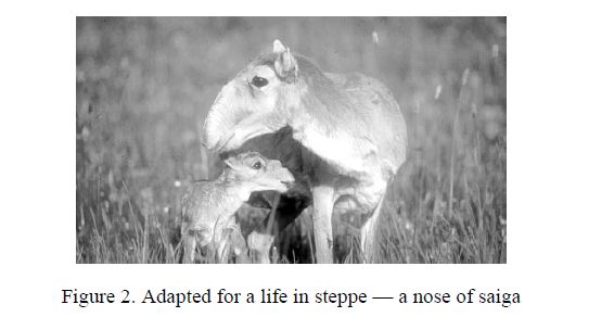 Adapted for a life in steppe — a nose of saiga