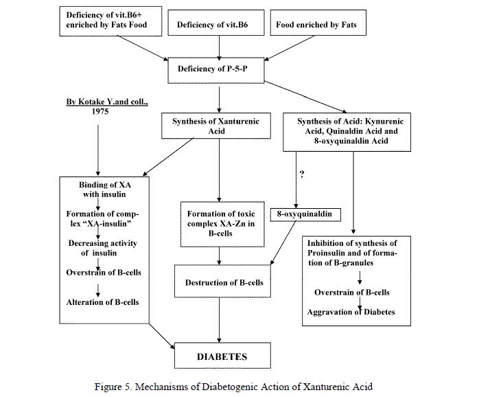 Mechanisms of Diabetogenic Action of Xanturenic Acid 