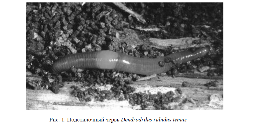 Подстилочный червь Dendrodrilus rubidus tenuis 
