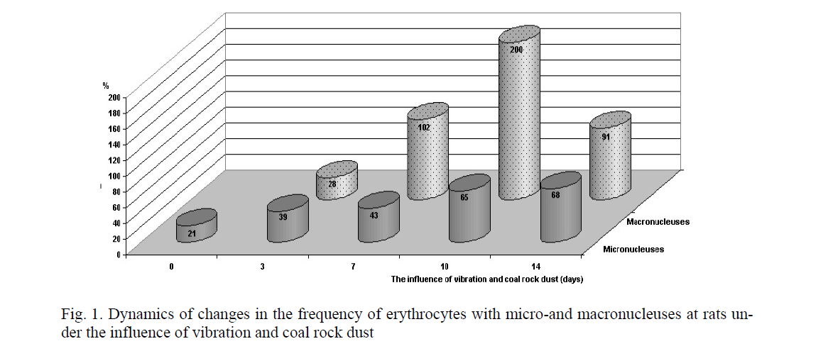 Dynamics of changes in the frequency of erythrocytes with micro-and macronucleuses at rats under the influence of vibration and coal rock dust 