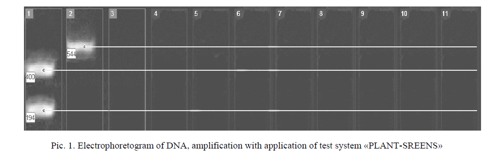 Electrophoretogram of DNA, amplification with application of test system «PLANT-SREENS» 