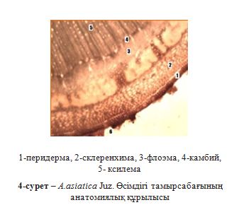 4-cурет – А.asіatіca Juz. Өсімдігі тамырсабағының анатомиялық құрылысы
