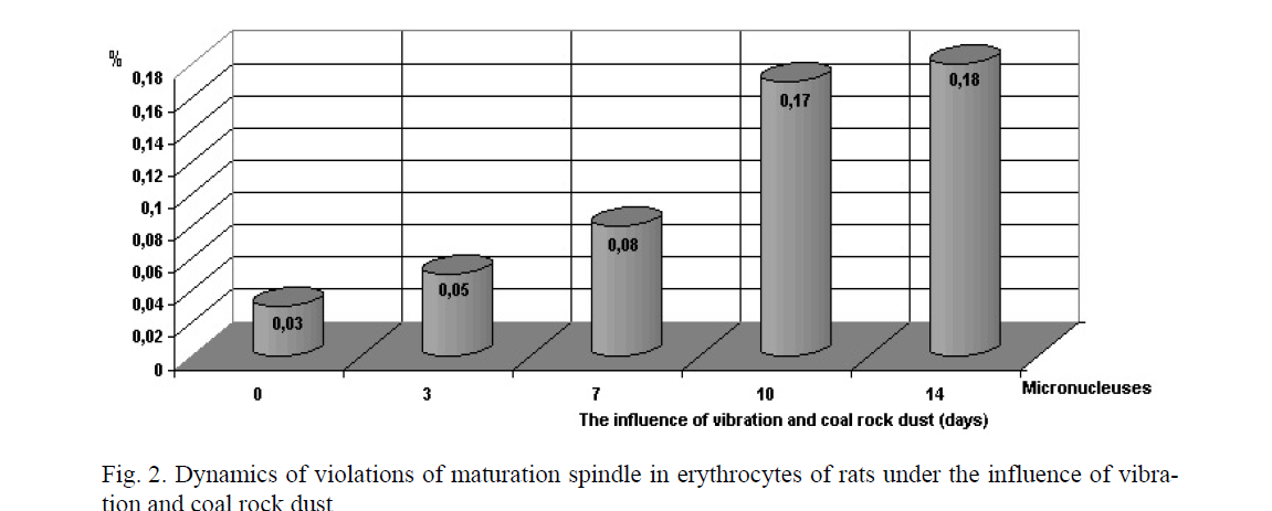 Dynamics of violations of maturation spindle in erythrocytes of rats under the influence of vibration and coal rock dust 
