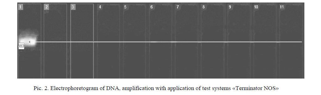 Electrophoretogram of DNA, amplification with application of test systems «Terminator NOS»