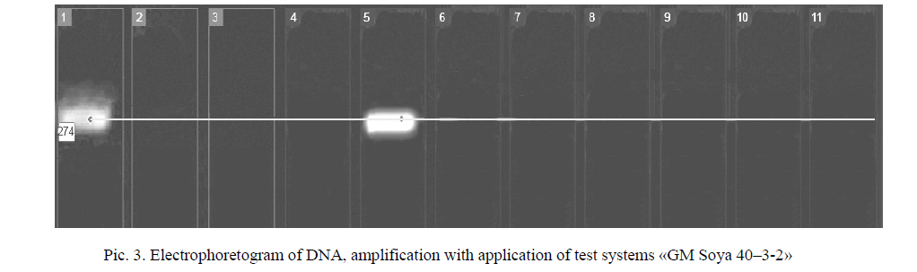 Electrophoretogram of DNA, amplification with application of test systems «GM Soya 40–3-2» 